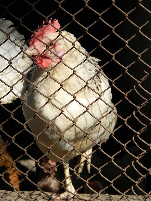 球相持中展 球相持中展