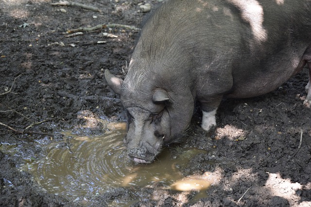 并且逐年增 并且逐年增